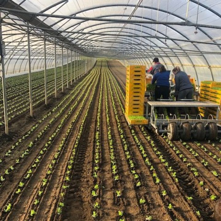 plantation salade tunnel