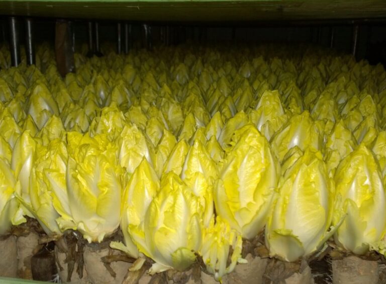 Endive-featured-image